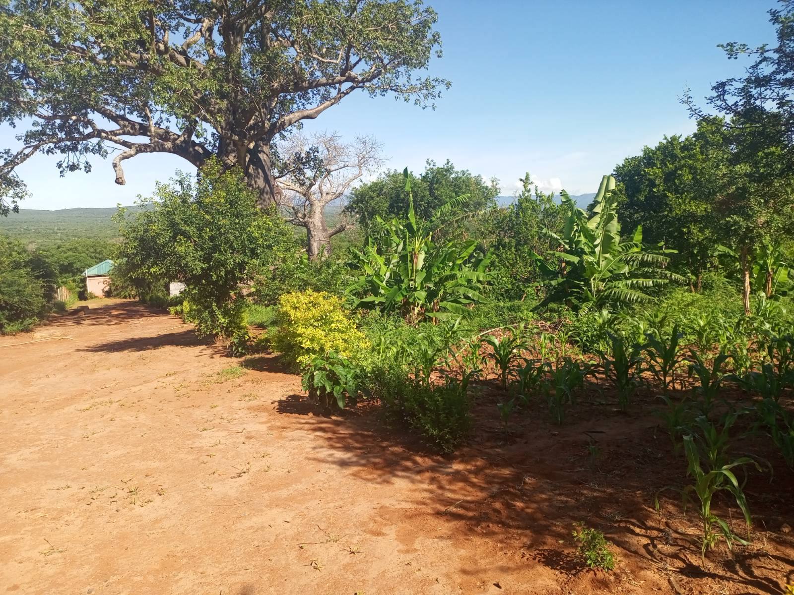 Demonstration farming at Labl's rural site in Voi